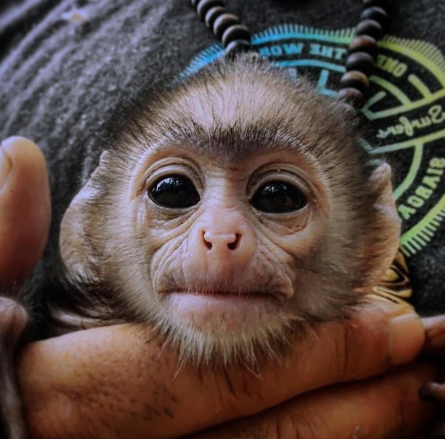 Humbhaha Jungle Yala Nature Eco Resort Kataragama Dış mekan fotoğraf