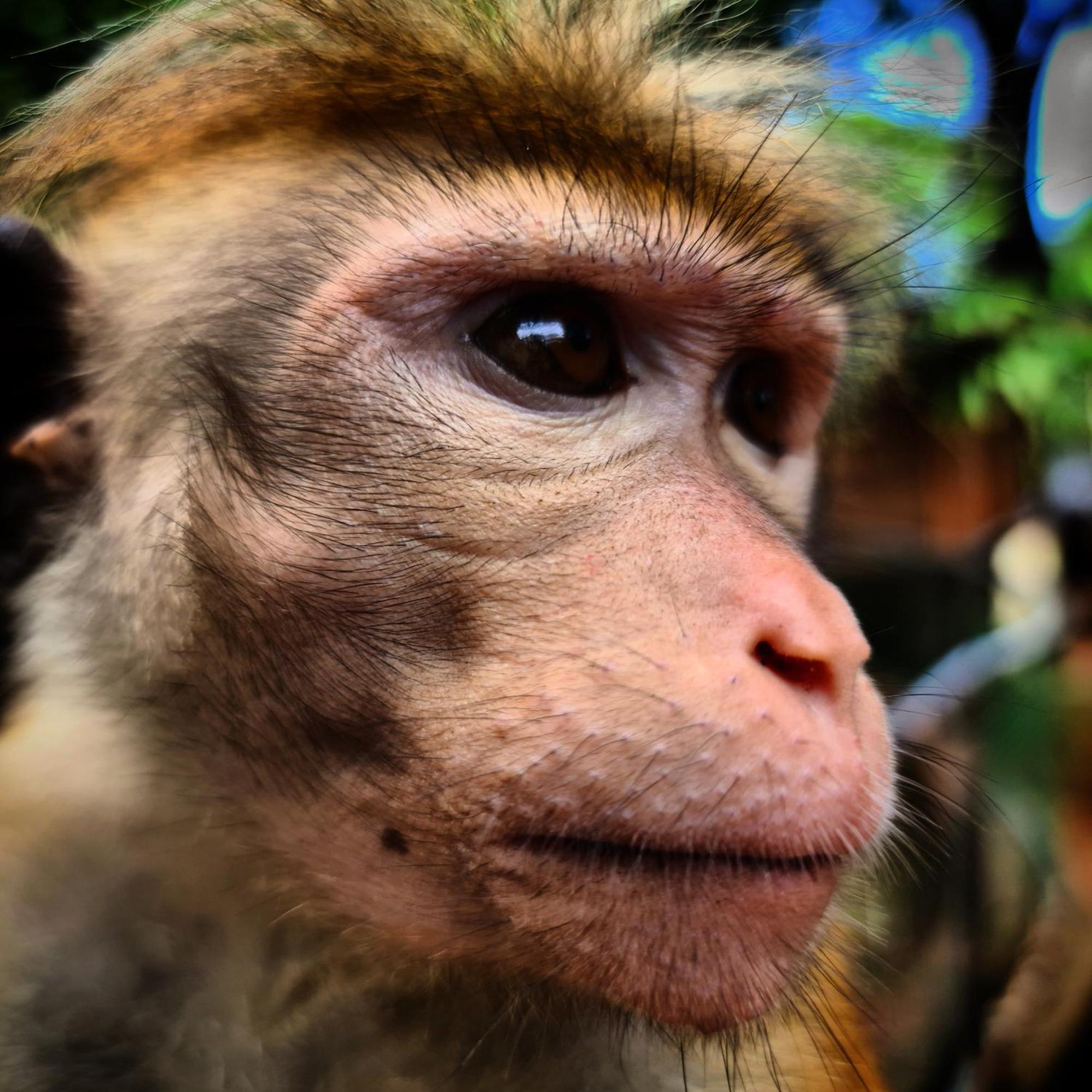 Humbhaha Jungle Yala Nature Eco Resort Kataragama Dış mekan fotoğraf