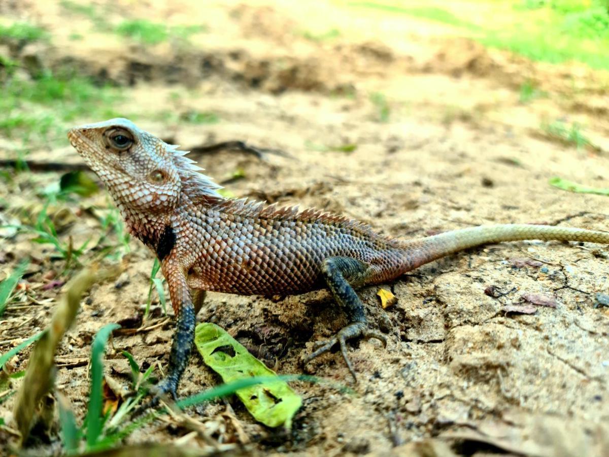 Humbhaha Jungle Yala Nature Eco Resort Kataragama Dış mekan fotoğraf