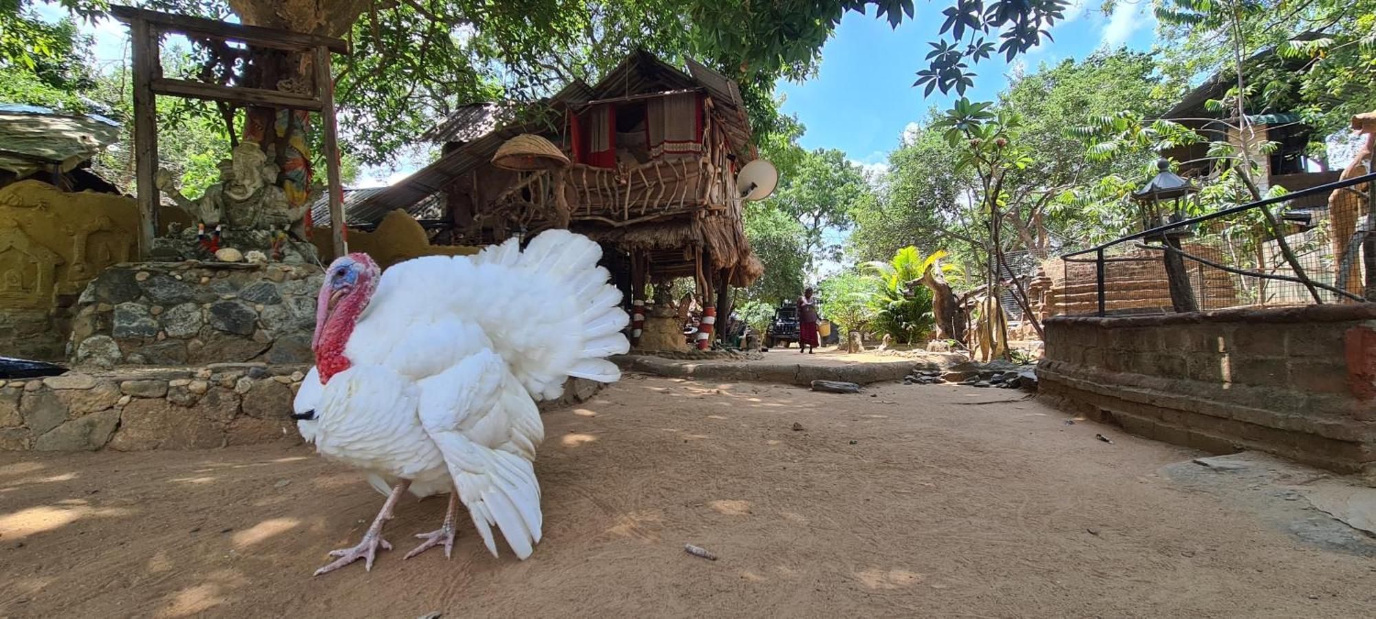 Humbhaha Jungle Yala Nature Eco Resort Kataragama Dış mekan fotoğraf
