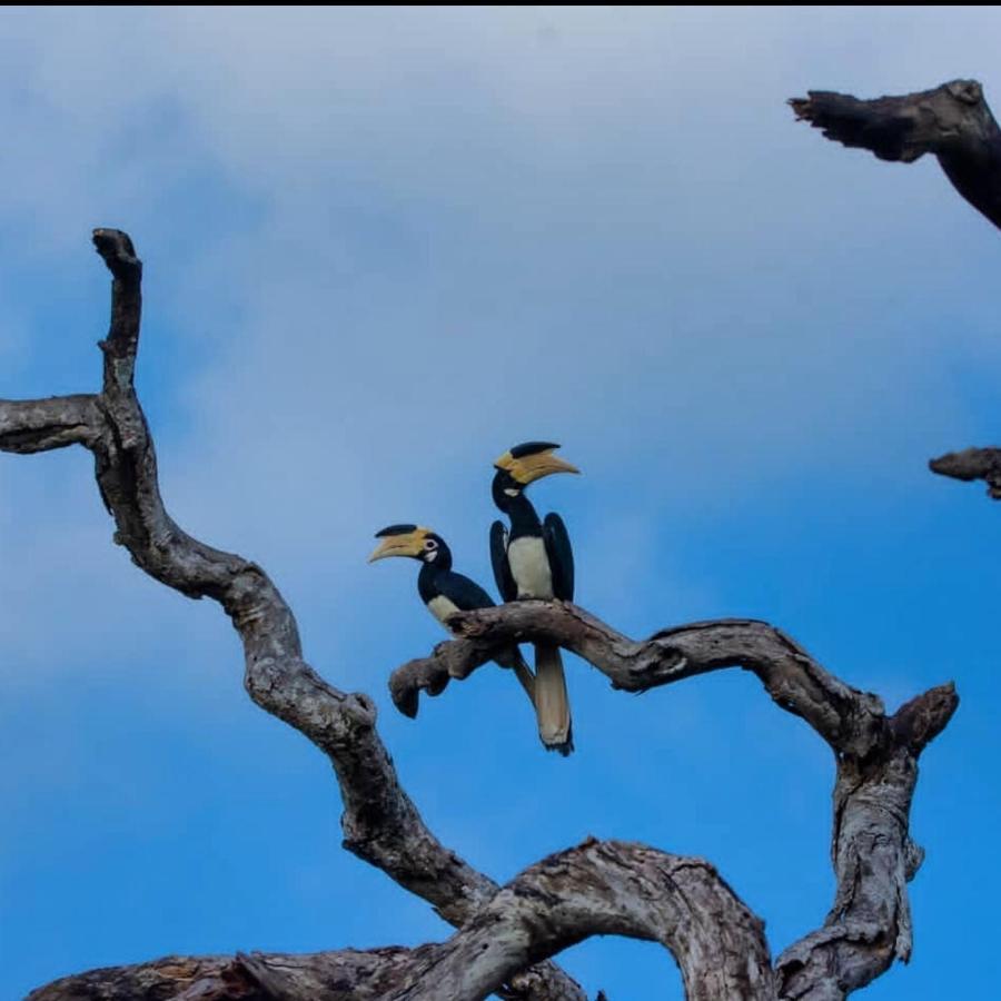 Humbhaha Jungle Yala Nature Eco Resort Kataragama Dış mekan fotoğraf