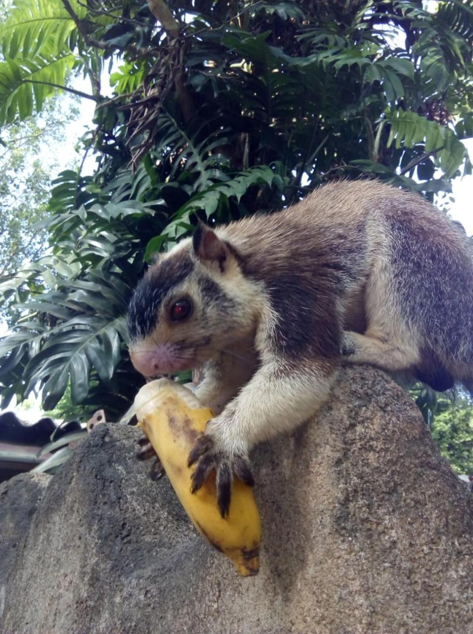 Humbhaha Jungle Yala Nature Eco Resort Kataragama Dış mekan fotoğraf