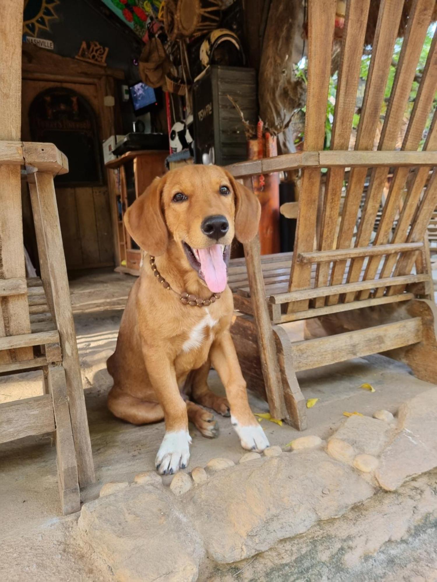 Humbhaha Jungle Yala Nature Eco Resort Kataragama Oda fotoğraf