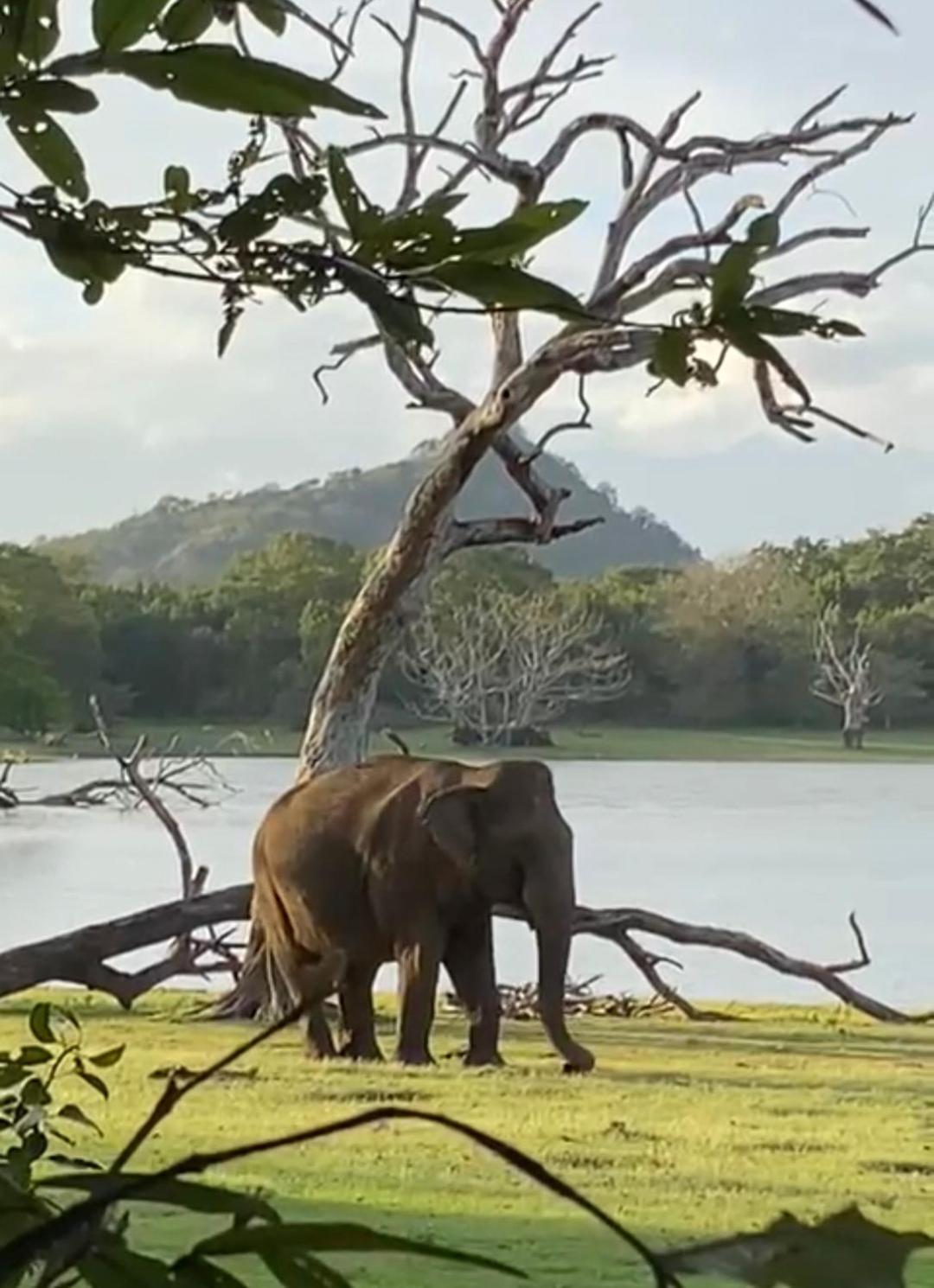 Humbhaha Jungle Yala Nature Eco Resort Kataragama Dış mekan fotoğraf