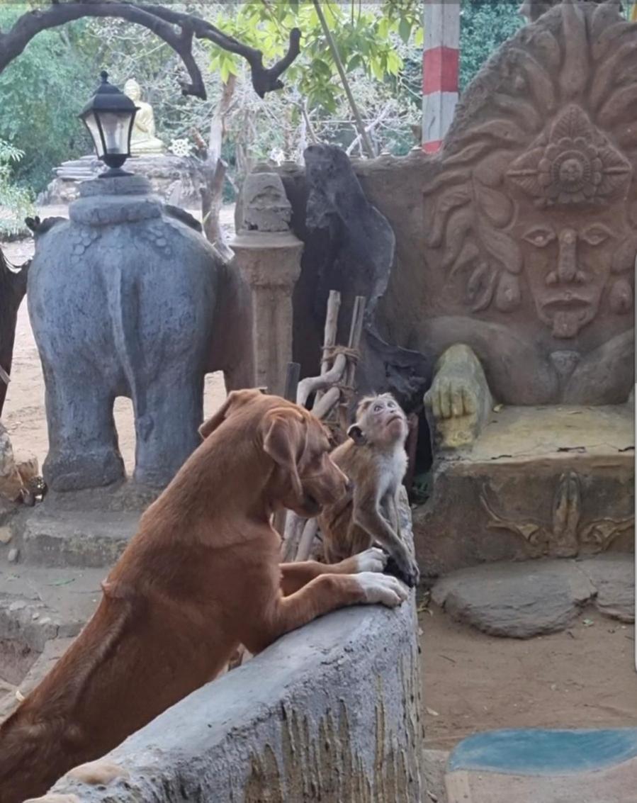 Humbhaha Jungle Yala Nature Eco Resort Kataragama Dış mekan fotoğraf