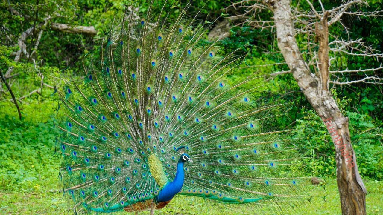 Humbhaha Jungle Yala Nature Eco Resort Kataragama Dış mekan fotoğraf