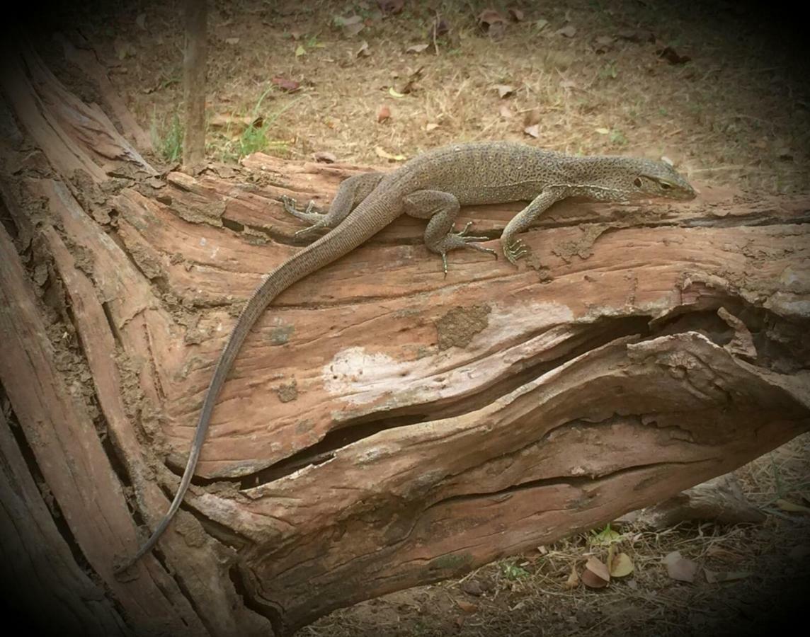Humbhaha Jungle Yala Nature Eco Resort Kataragama Dış mekan fotoğraf